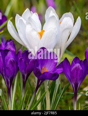 Crocus vernus 'Jeanne d`Arc' in den Aberglasney Gardens Stockfoto